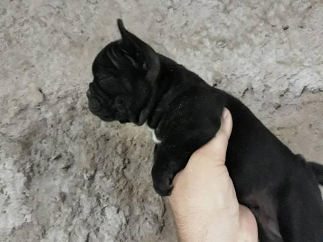 Filhotes de buldogue frances em 10x - Foto 2
