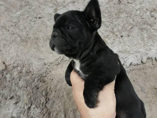 Filhotes de buldogue frances em 10x