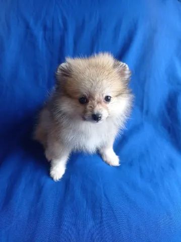 Spitz femea