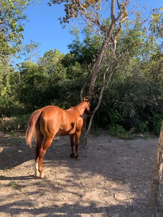 Égua Quarto de milha para vaquejada - Foto 5