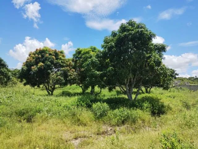 Granja no Arenã, Monte Alegre/RN - Foto 4