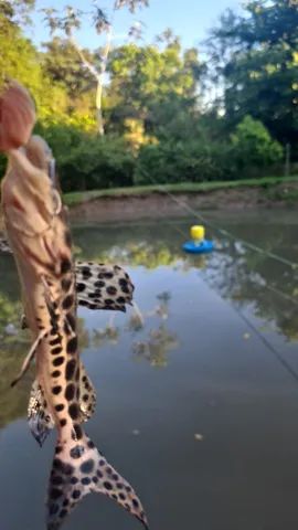 Rancho em Palmeiras Beira Rio - Pesqueiro - Chacara