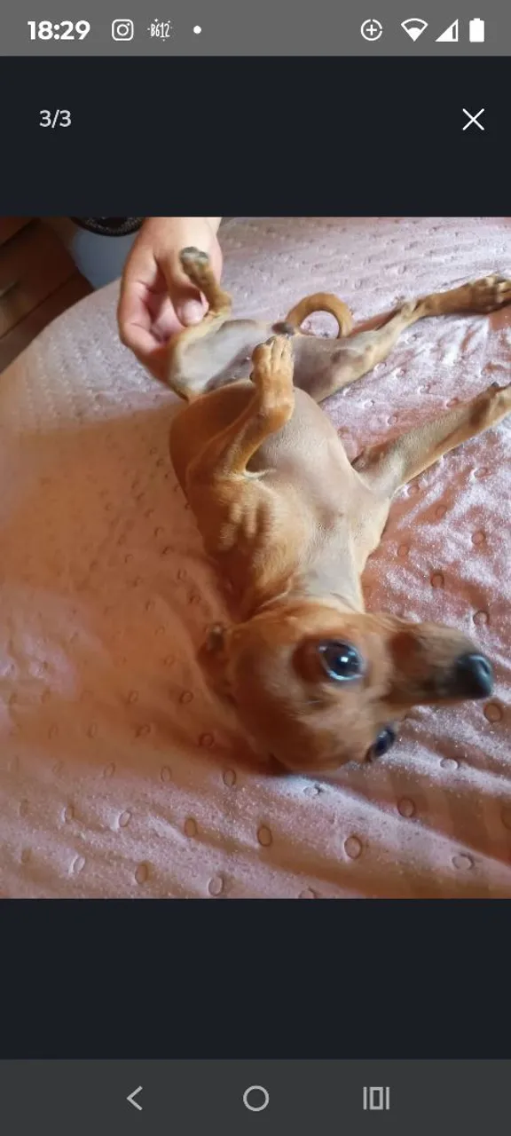 Doação filhote Pincher 0 leia o anúncio