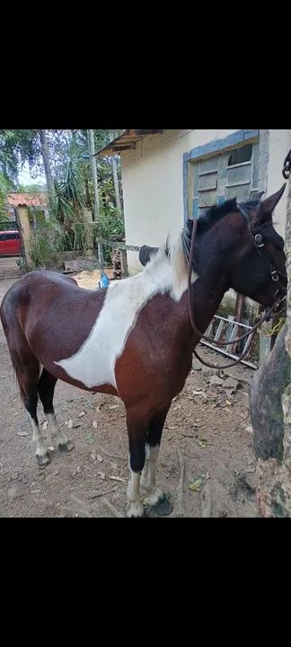 Vende-se cavalo - Foto 4