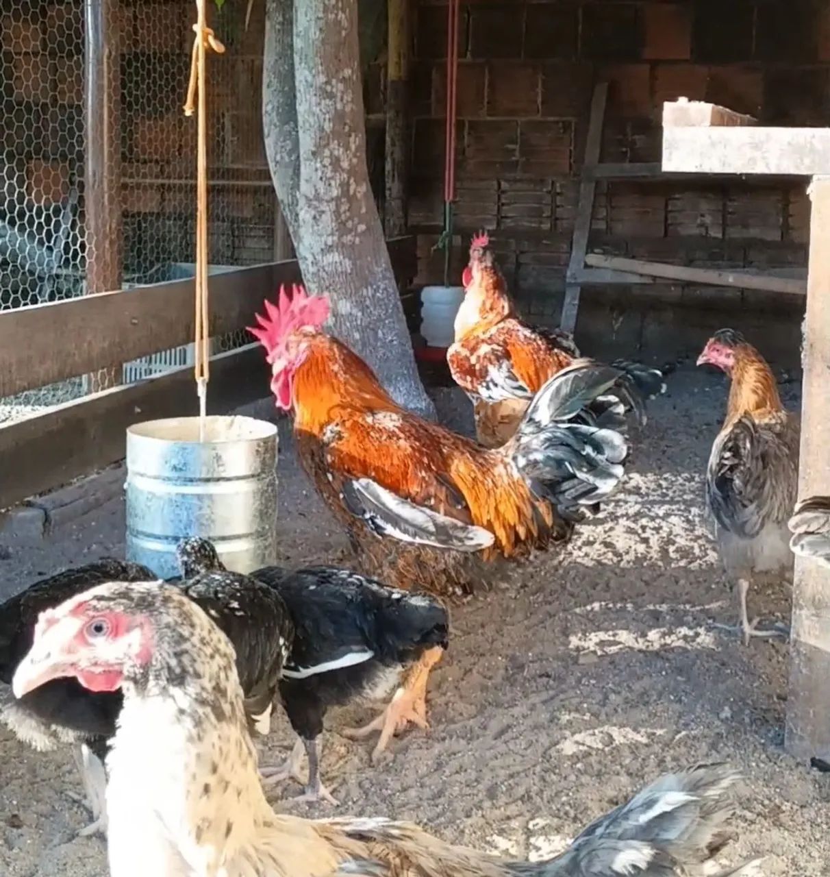 GSB Galinha Sertaneja Balão - Foto 3