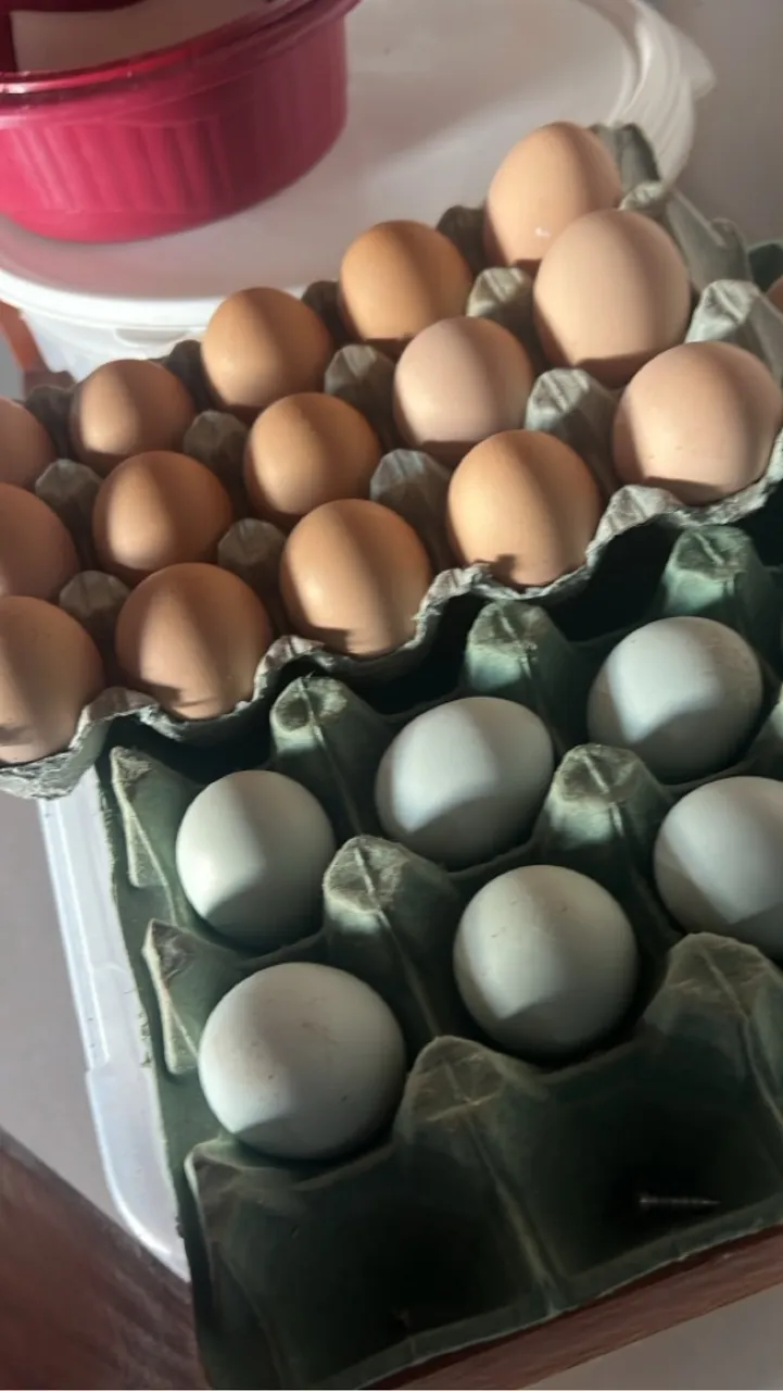 Ovos galados de ameraucana 