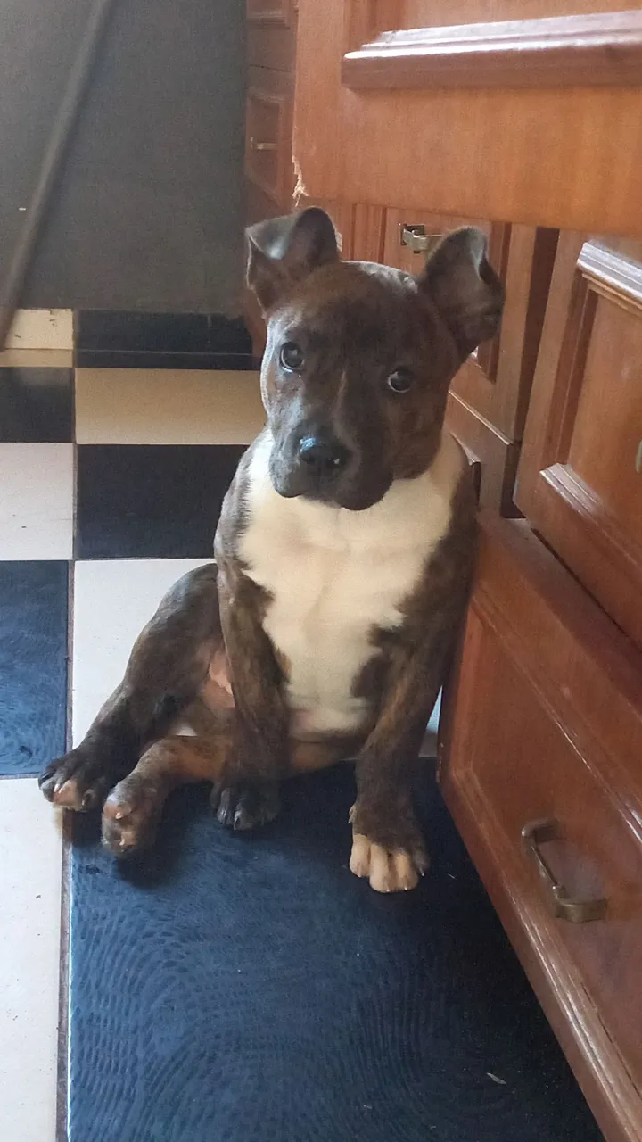 Filhote de American Staffordshire Terrier para venda