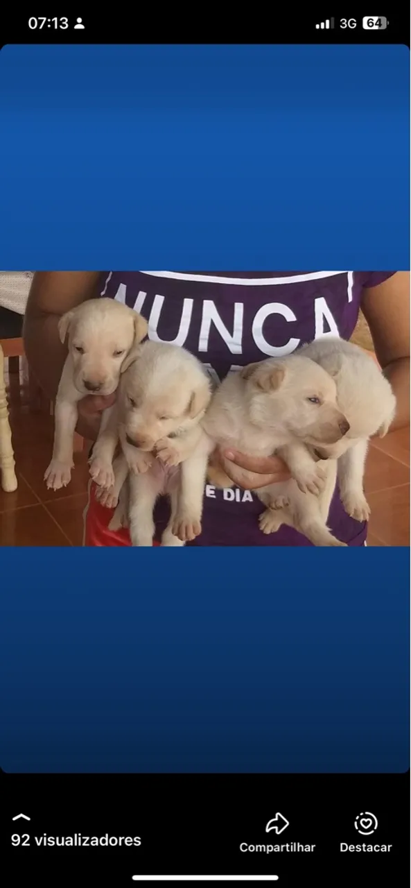 Vendo filhotes de Pastor Suíça