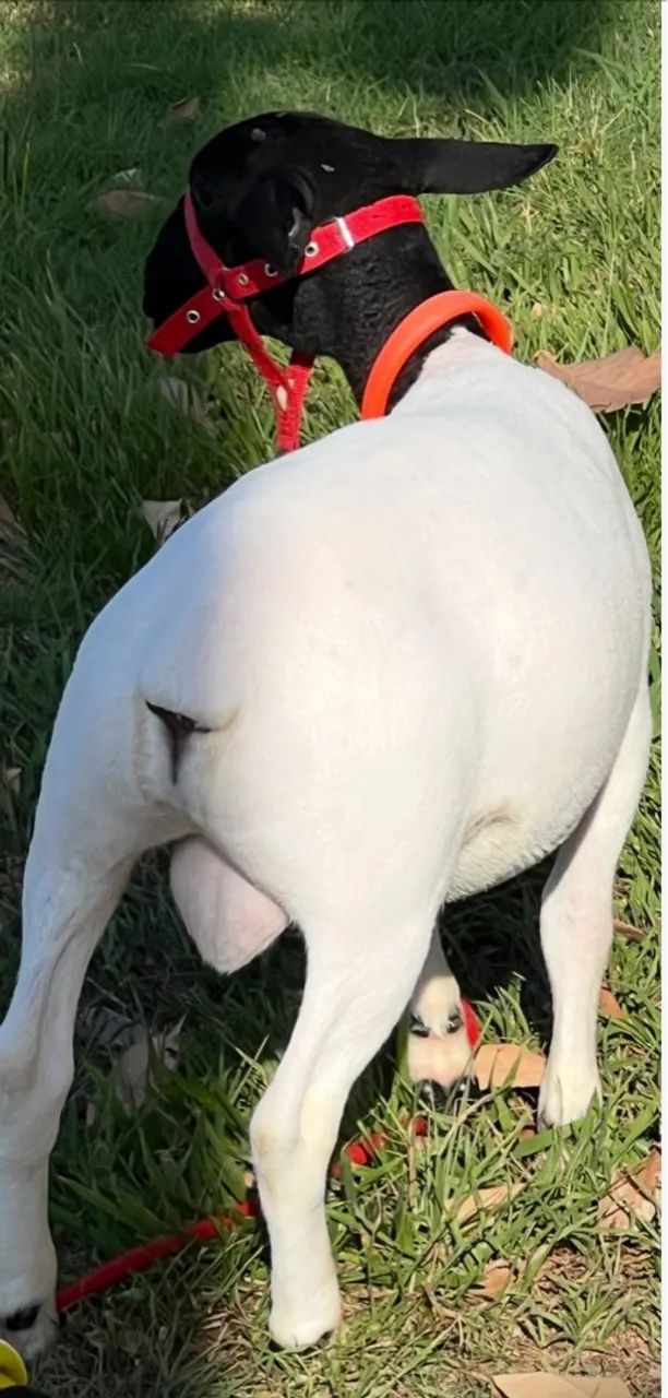 Reprodutor para clientes exigentes DORPER PO - Foto 3