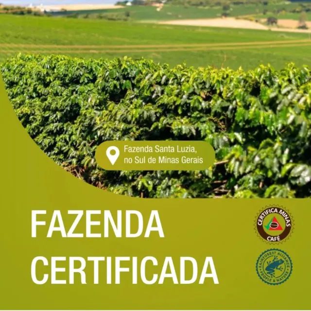 Café Especial Microlote Guanabara Uva Verde 250 g - Torra Média - Foto 6