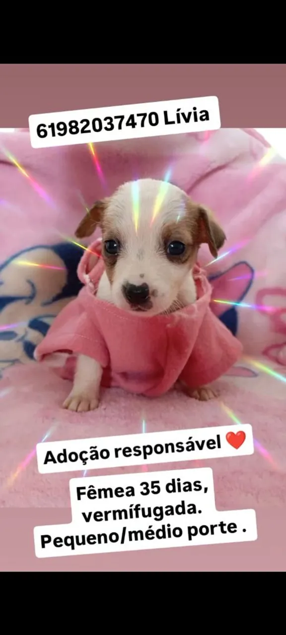 Filhote bebês para adoção responsável