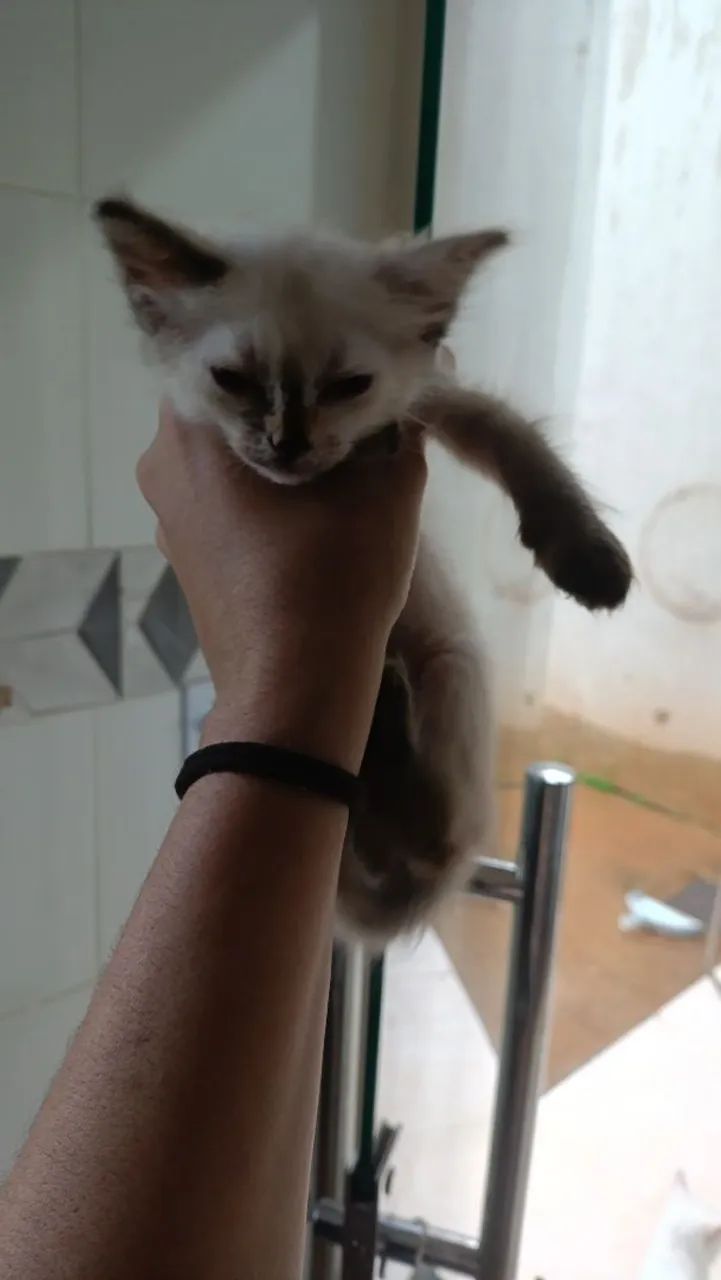 Gatos doação  - Foto 2