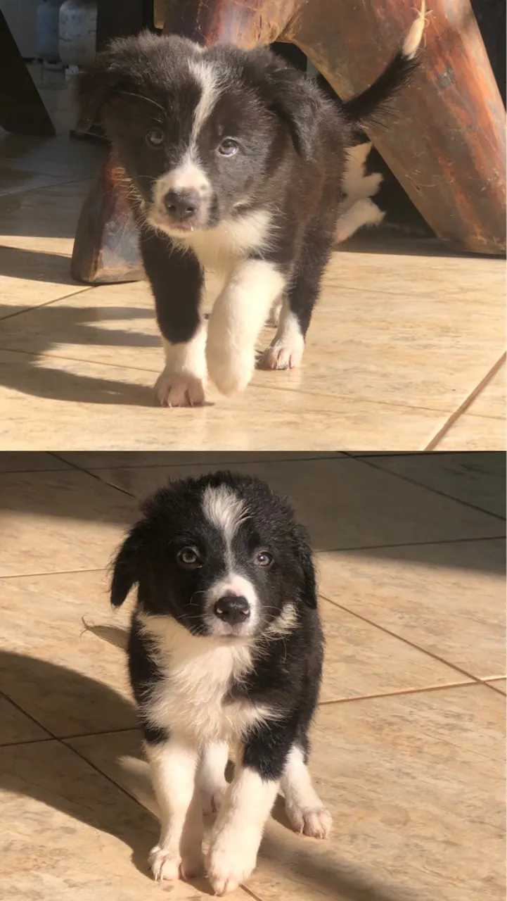 Filhote Border Collie