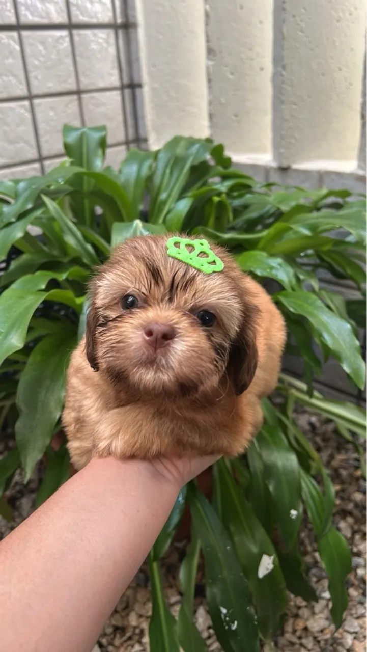 Shih Tzu