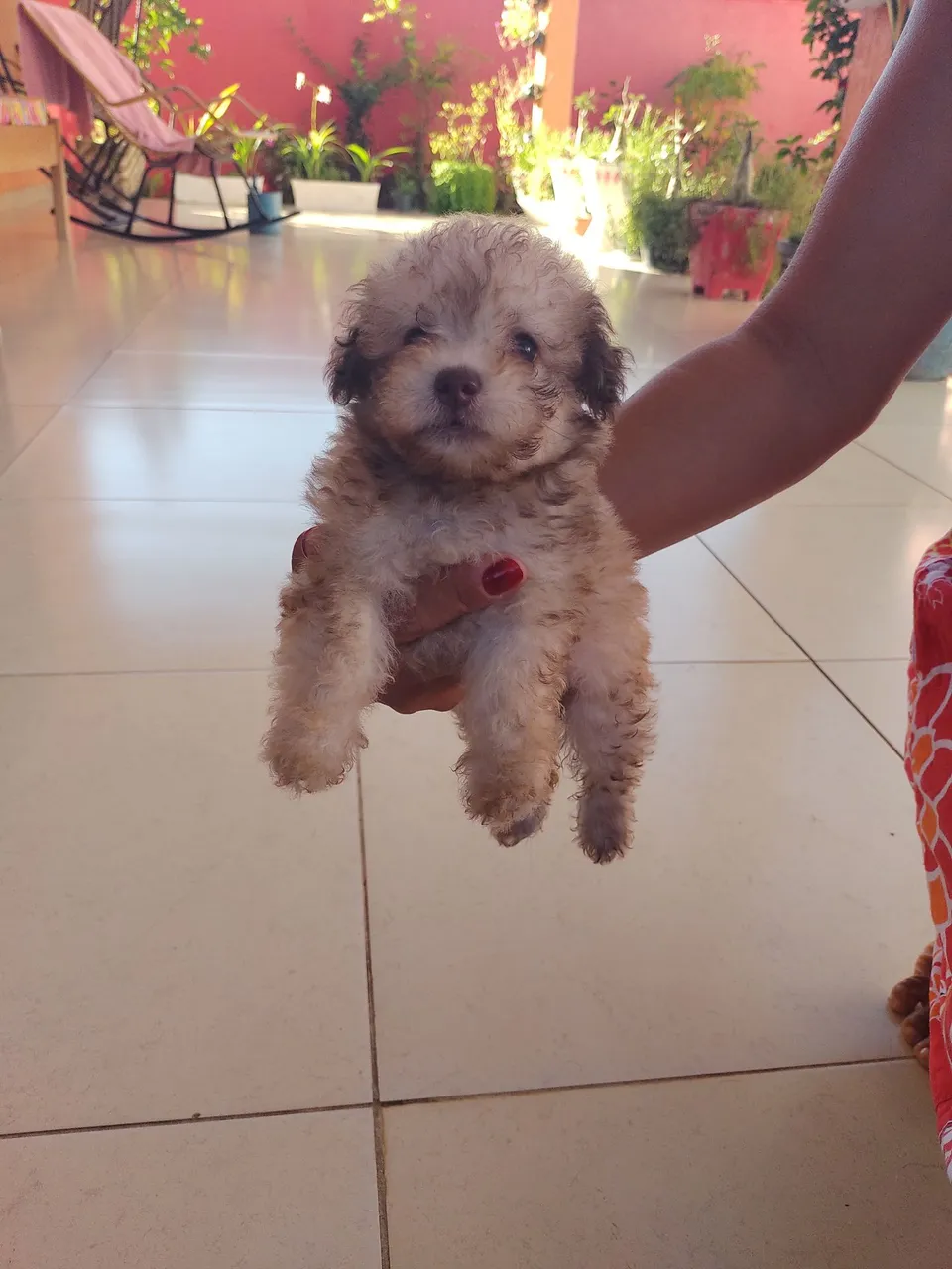Filhote de Poodle Toy N° 0