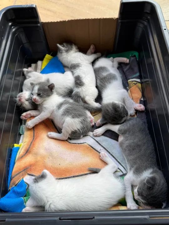 Gatinhos cinza e branco disponível para adoção - Foto 5