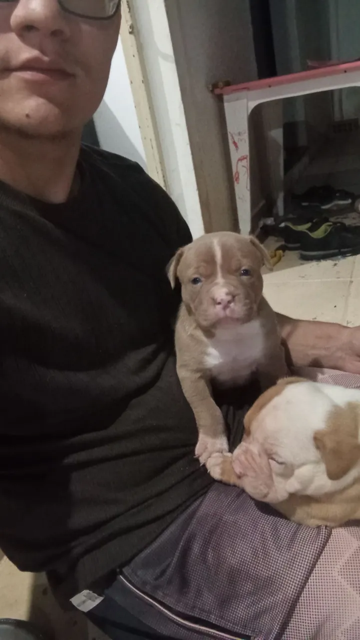 Filhotes de Pitbull para venda 
