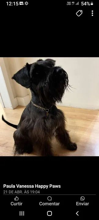 filhotes Fêmeas Schnauzers  - Foto 2