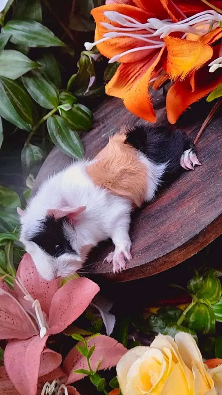 Lindo Porquinho da Índia angorá fêmea  - Foto 2