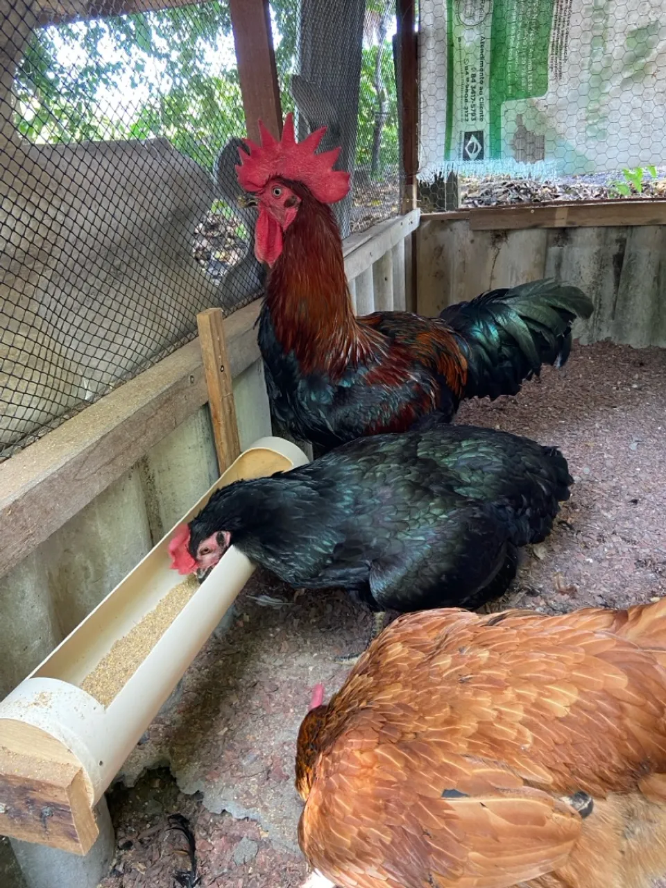 galo de ótima genética + duas galinhas