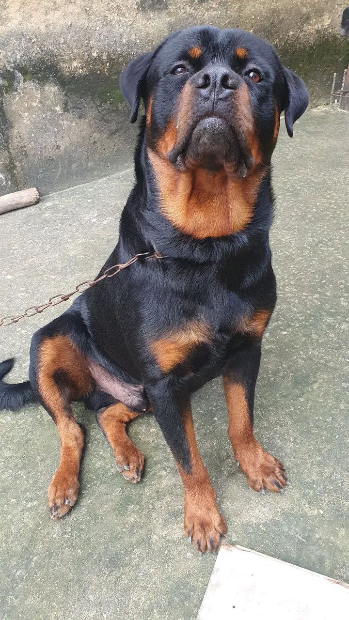Rottweiler 
