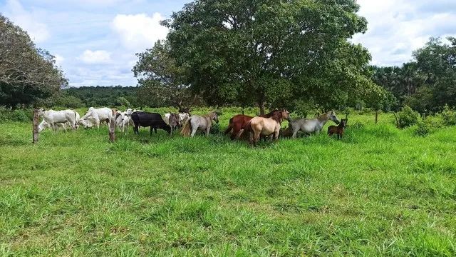 Fazenda escriturada GEO e CAR com 310 hectares terra cultura próximo rodovia