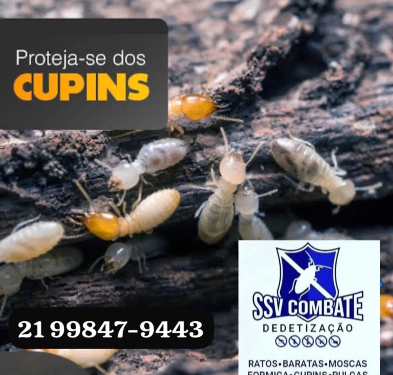 Descupinização serviço contra cupim  - Foto 3