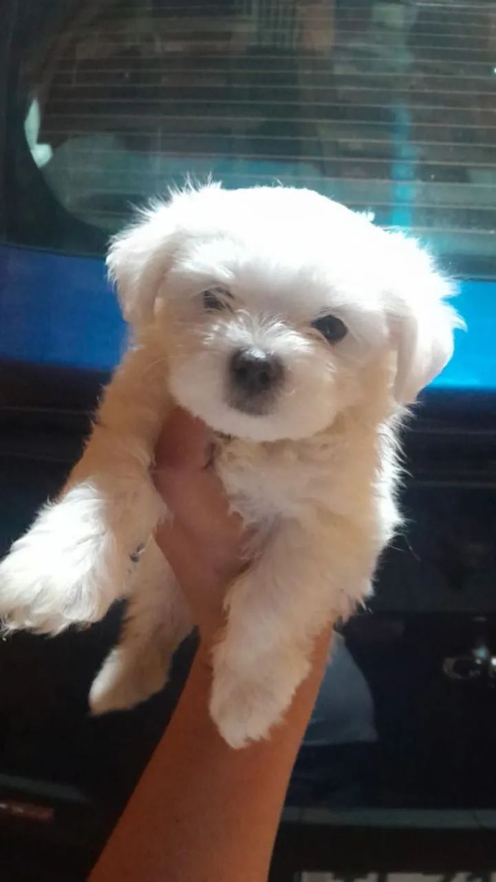 Filhotes mini de maltês  - Foto 2