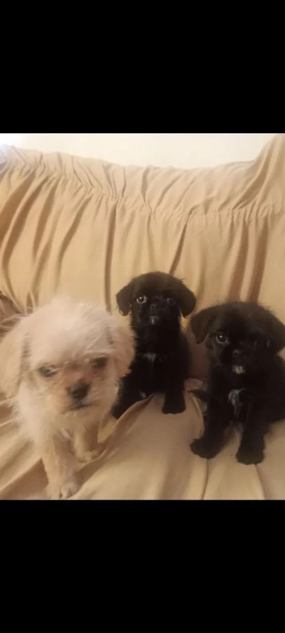 Filhotes de Cachorro - Pug misturado com Poodle - Foto 5