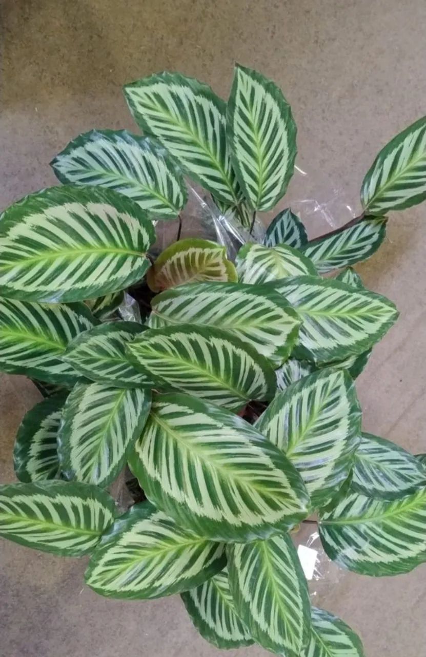 Calathea Roseopicta/ Maranta cora / Maranta pavão 