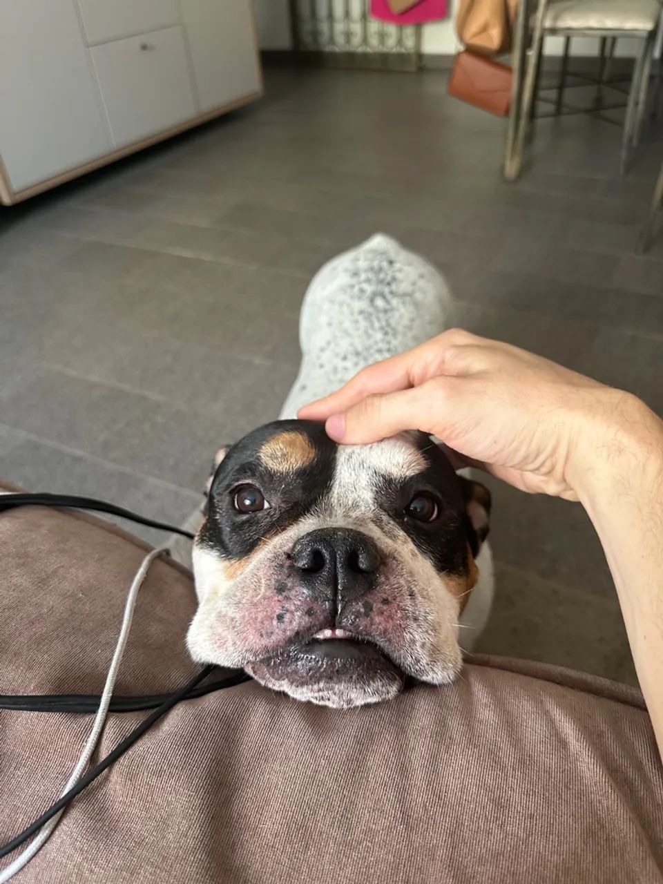 Adestrador e Reabilitação Comportamental de Cães - Foto 4