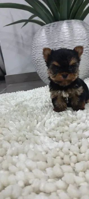 Yorkshire Terrir Micro e padrão a pronta entrega - Foto 2