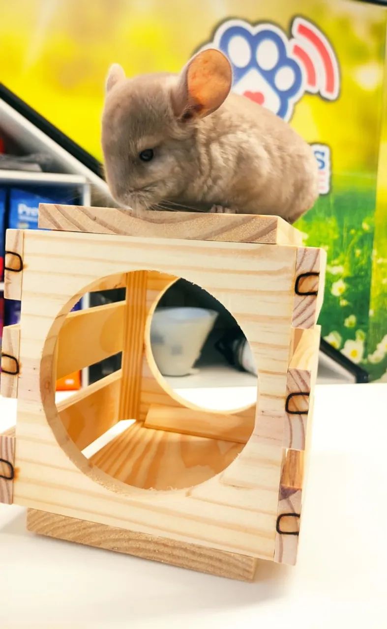 Filhotes de Chinchila - Foto 3