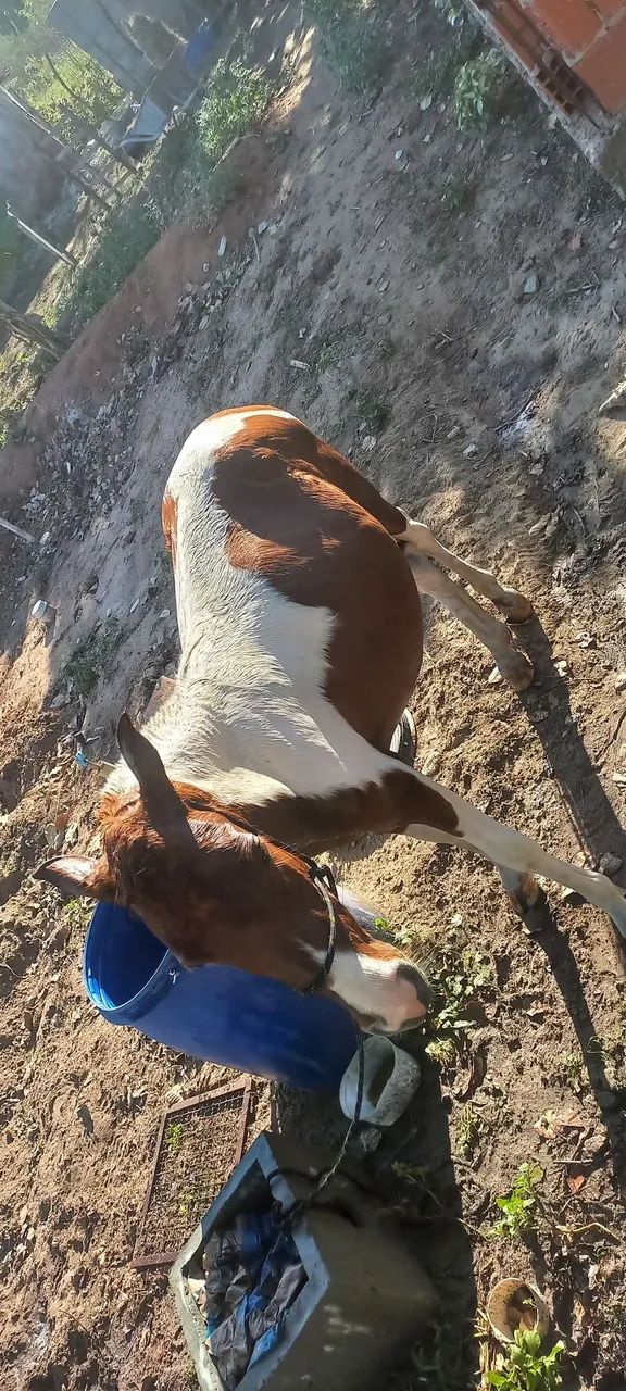 Pônei femia mansa e muito dócil  - Foto 3