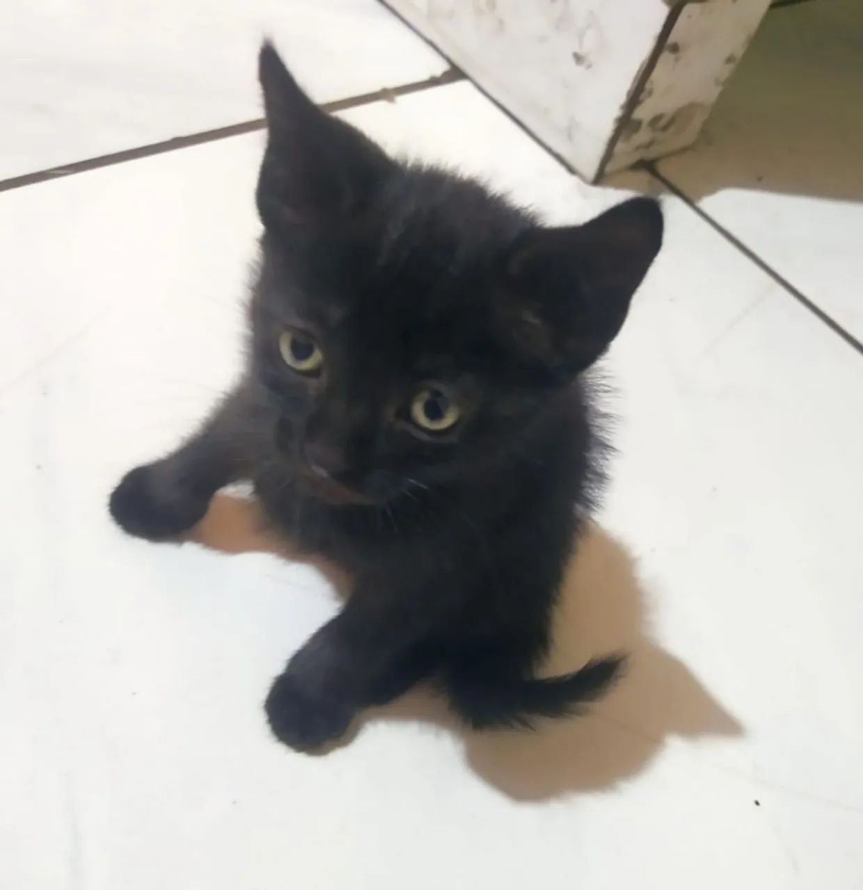 Gatinhos machos para adoção 