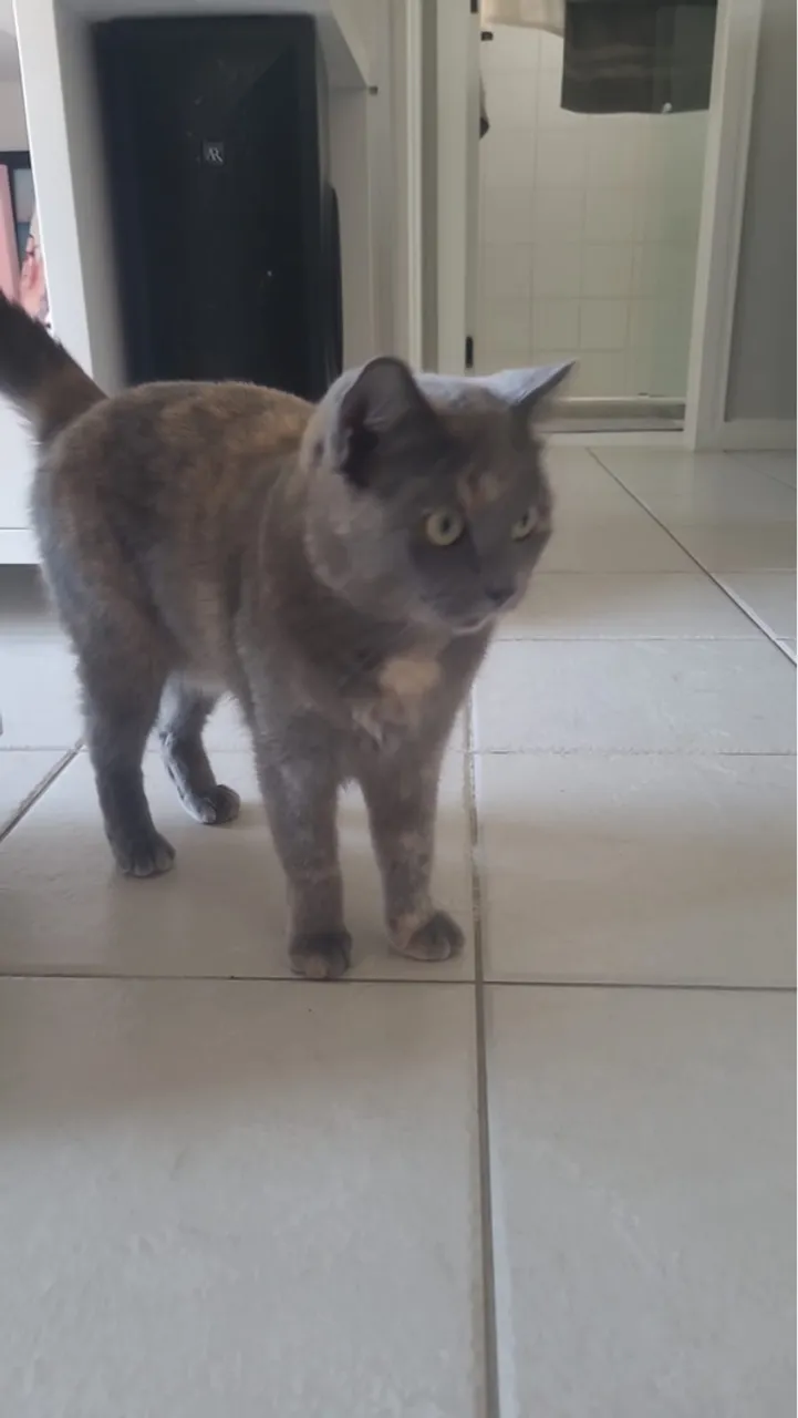 Gata de raça