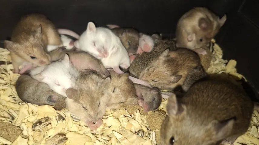 rato camundongo - Foto 3