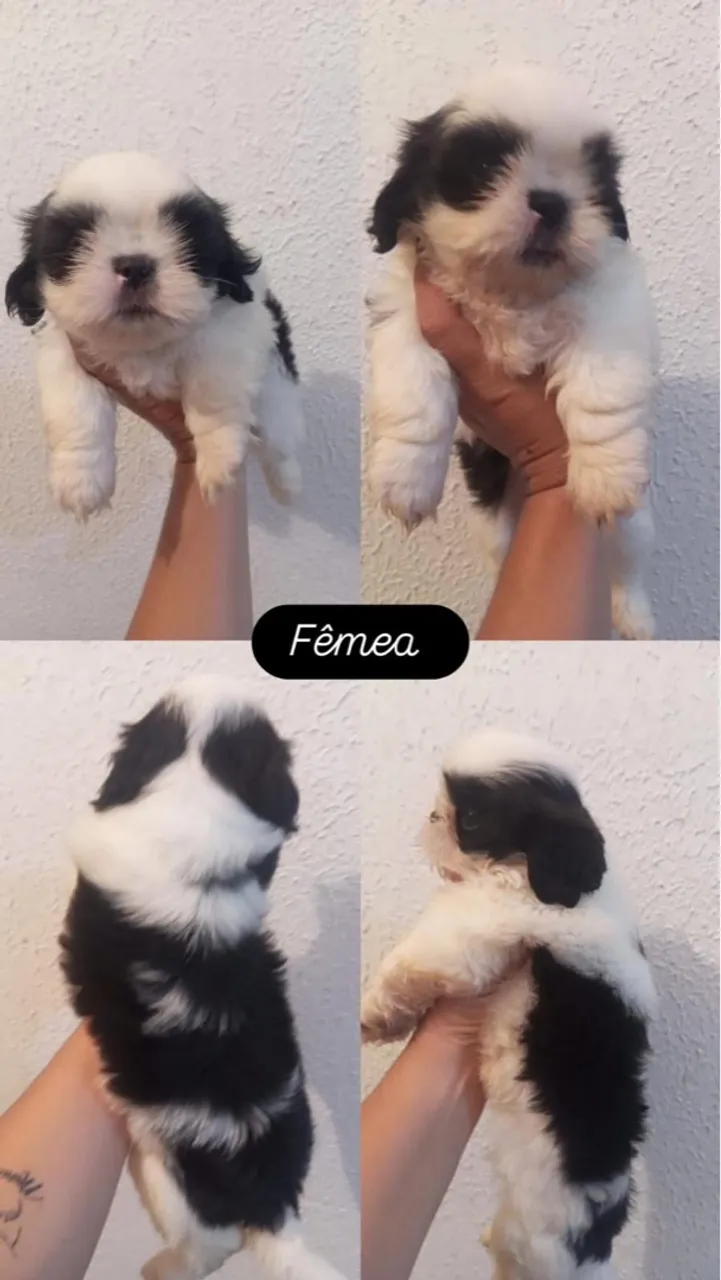 Filhotes Shih Tzu