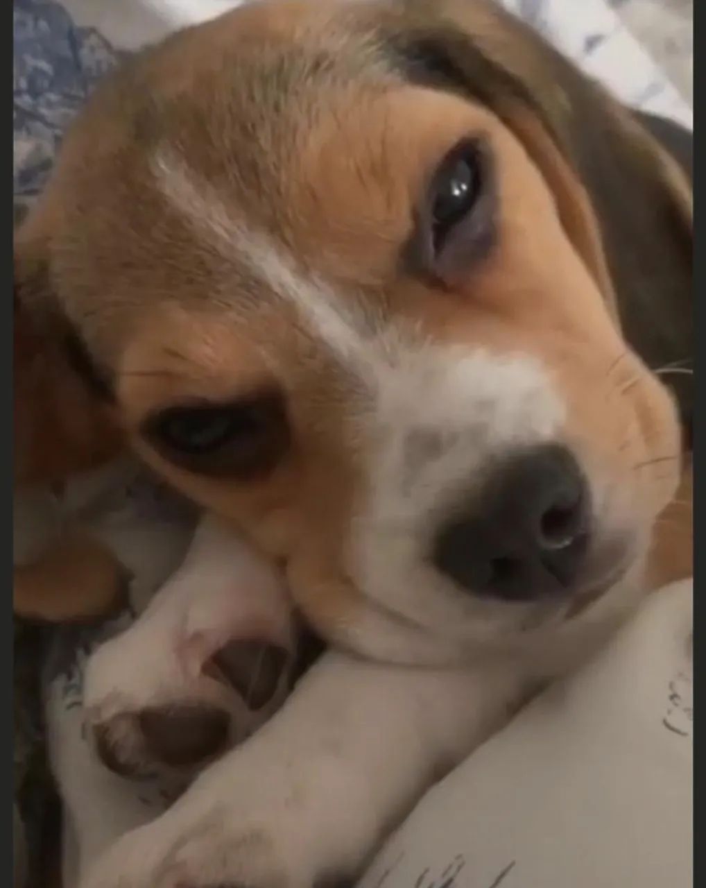 Beagle impressionante 