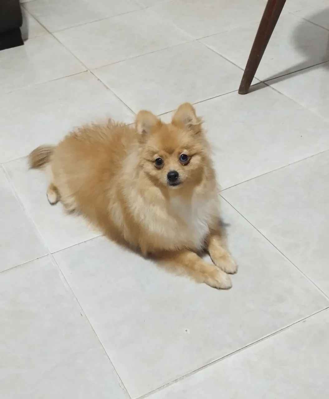 Lindo filhote de Spitz Alemão disponível para adoção