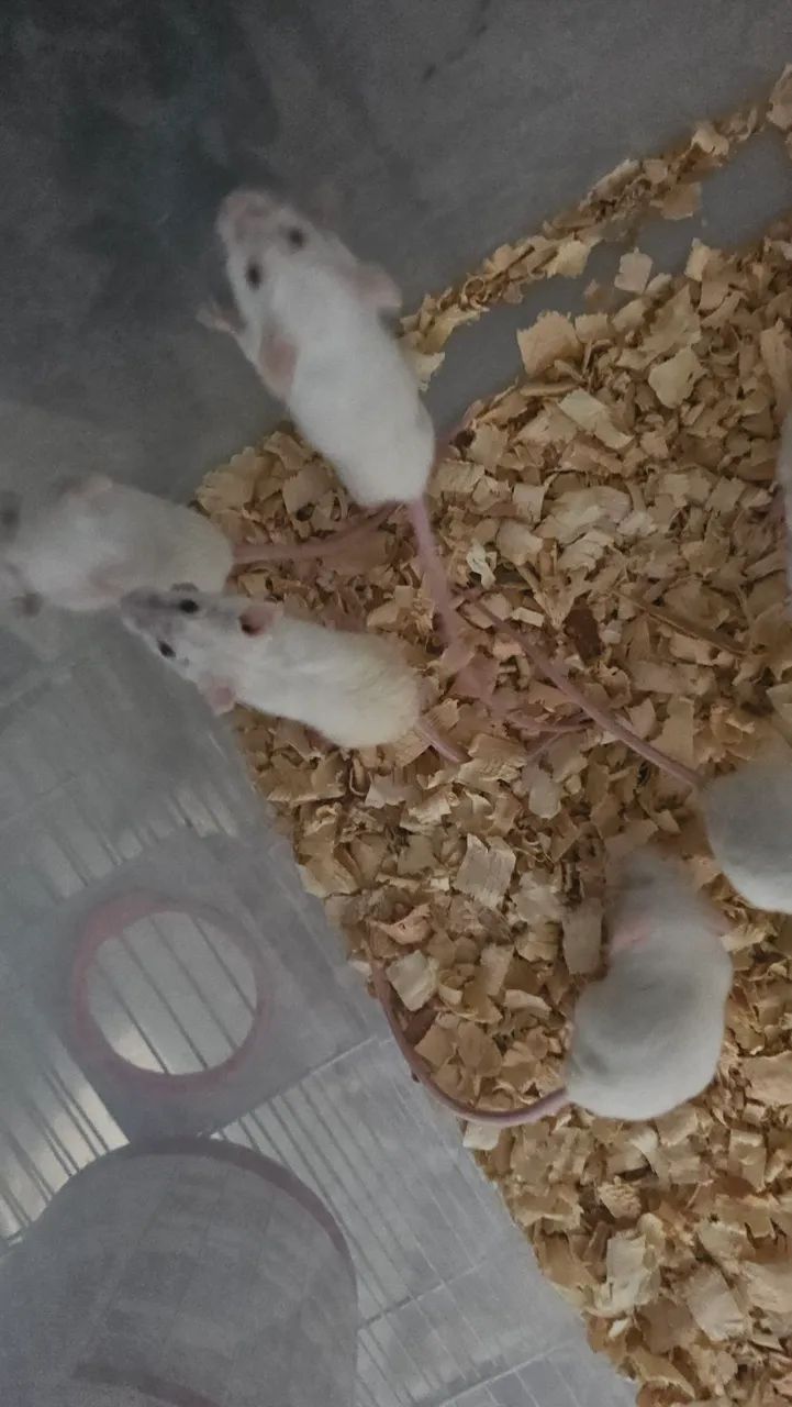 Camundongo/ratos, para pet ou alimentação