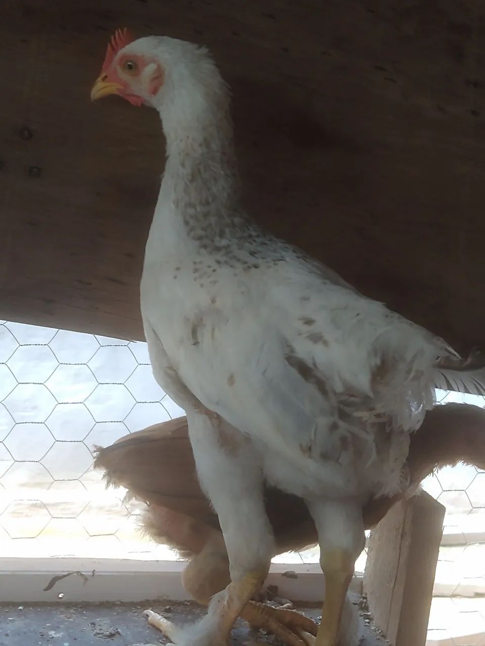 Frango de porta muito forte. - Foto 3