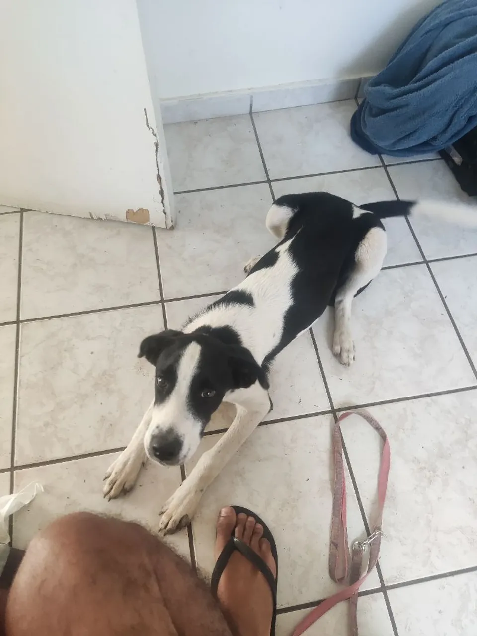 Cachorra para adoção, mistura de labrador com pastor alemão