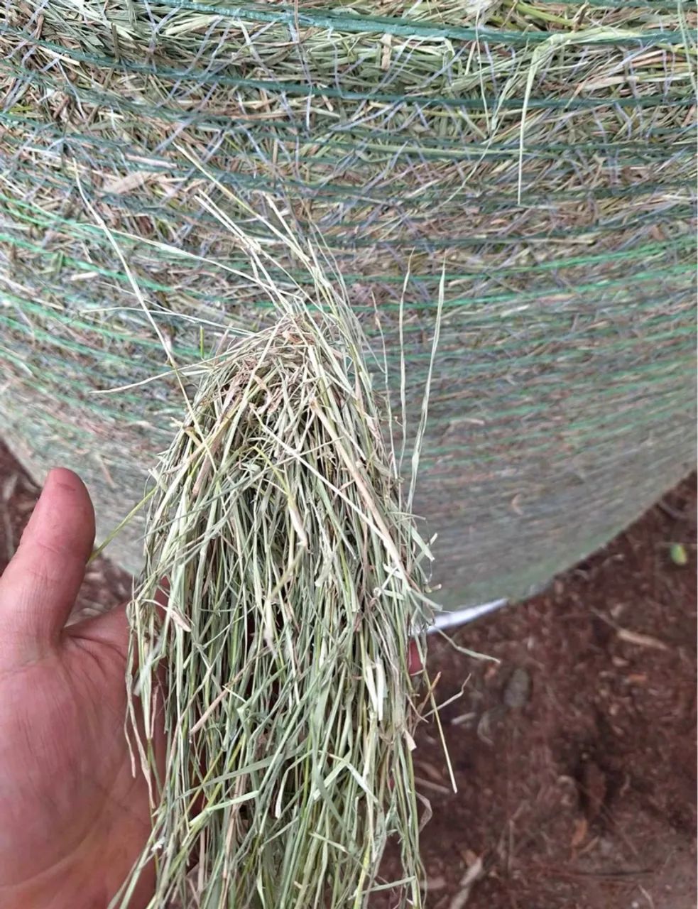 Bolas de Feno  - Foto 5