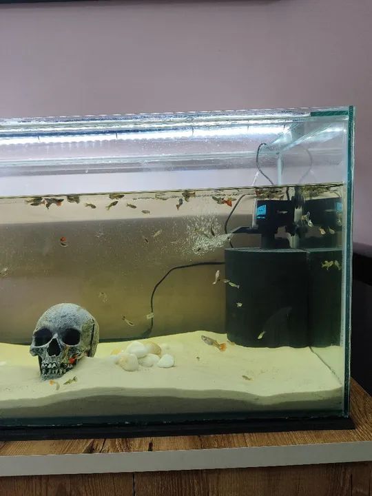 Aquário completo  - Foto 3