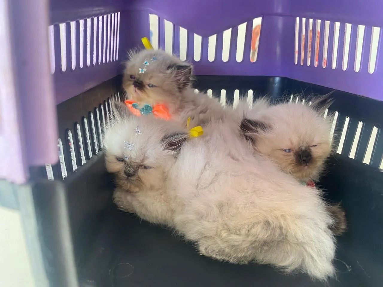 Gatinhas persas a venda. 