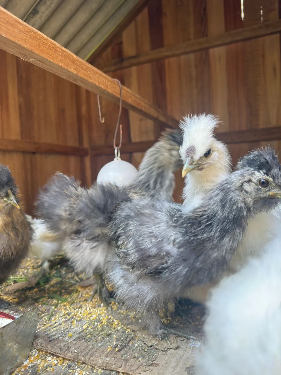 Pintinho sedosas do Japão 