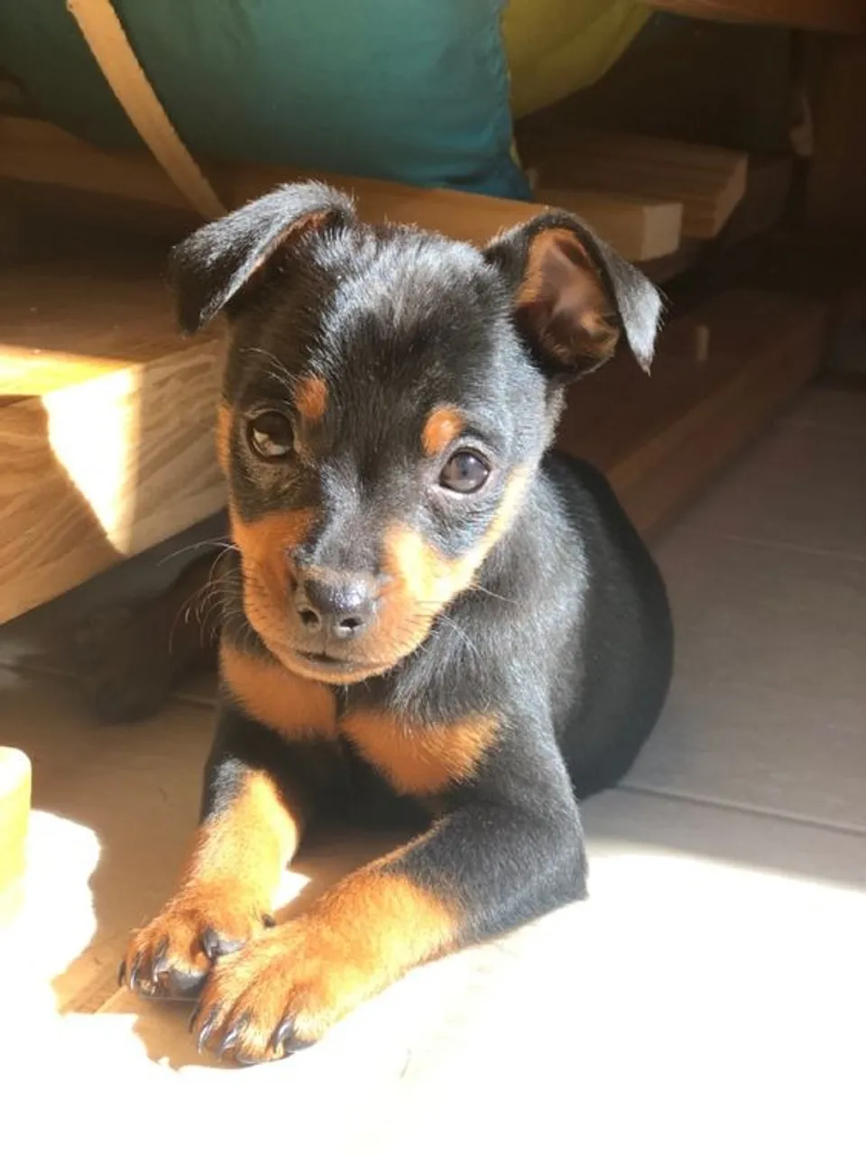 Pinscher disponível