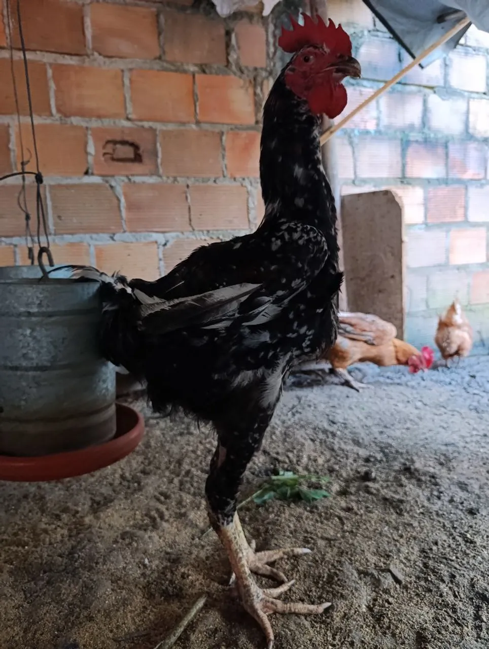 Galinha Gigante Nazarena (o)