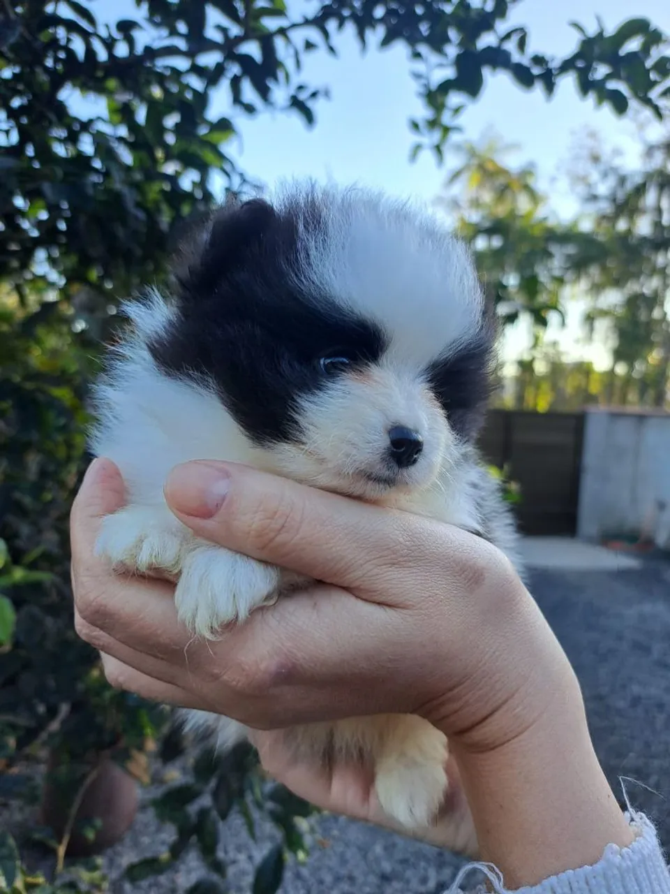Filhote femea bicolor de Spitz Alemão/Lulu da Pomeranea